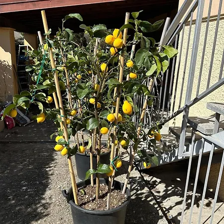 Apartment Luisa Apartment, Maggiore *